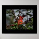 Recherche de 8x10 posters Oiseau