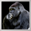 Recherche de primats posters Animaux