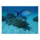 Suche nach taucher poster Unterwasser
