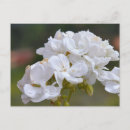 Suche nach kanarienvogel postkarten Kanarienvögel