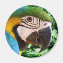 Recherche de oiseau exotique magnets Nature