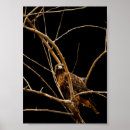 Suche nach aquila poster Vogelvogel