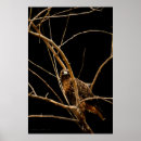 Suche nach goldener adler poster Natur