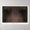 Recherche de ours gris art Nature
