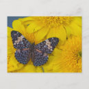 Suche nach tropischer schmetterling postkarten Farbenfroh