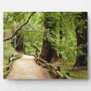 Recherche de arbre séquoia plaques Californie