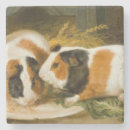 Recherche de cobaye dessous de verres Rongeur