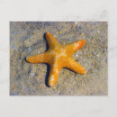 Suche nach seestern postkarten Strand