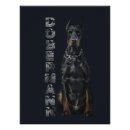 Recherche de pinscher posters Dobermann