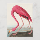 Suche nach john audubon postkarten Flamingo