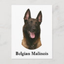 Suche nach malinois postkarten Belgianisch