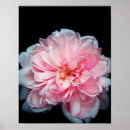 Suche nach amelie poster Rose