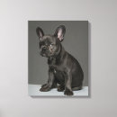 Suche nach french bulldog leinwandbilder Niedlich