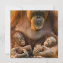 Recherche de primat invitations Bébé