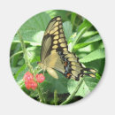 Recherche de de papillon de machaon refrigérateur magnets Papillons