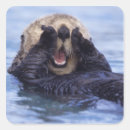 Suche nach seeotter aufkleber Meer