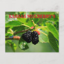 Suche nach maulbeere postkarten Obst
