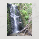 Recherche de séquoias cartes postales Photographie de la nature