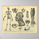 Suche nach physiologie poster Anatomie