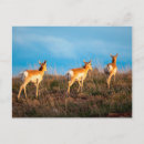 Recherche de antilopes cartes postales Paysage