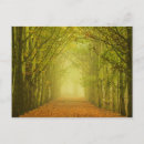 Recherche de chemin forestier cartes postales Lumière