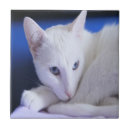 Recherche de chaton adorable carreaux Tuile