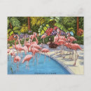 Suche nach florida flamingos postkarten Reise