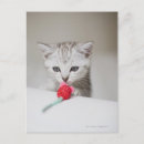 Recherche de jouets cartes postales Chat
