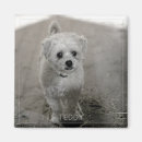 Recherche de chat blanc magnets Amoureux des animaux