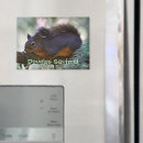 Suche nach squirrel magnete Eichhörnchen