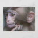 Recherche de singe de bébé cartes postales Jour