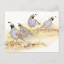 Suche nach wachteln postkarten Vögel