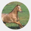 Suche nach appaloosa aufkleber Bob langrish