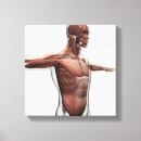 Suche nach muskeln leinwandbilder Anatomie