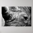 Recherche de rhinocéros noir posters Animal