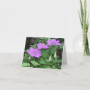 Suche nach clematis karten Fotografie