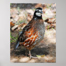 Suche nach wachtel poster Vögel