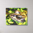 Suche nach frog leinwandbilder Niedlich