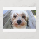 Suche nach niedlicher hund postkarten Süß
