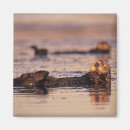 Recherche de loutres magnets Californie