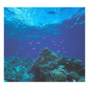 Suche nach great barrier reef poster Blau