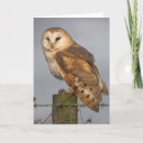 Suche nach kluge eule karten Vogel