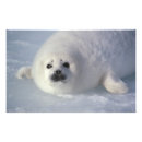 Recherche de phoques posters Vie marine