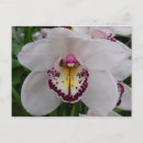 Suche nach orchideen foto postkarten Elegant