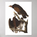 Suche nach truthähne poster Vogelvogel