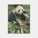 Recherche de mangeant Bambou