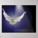 Recherche de colombe en vol posters Oiseau