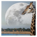 Suche nach namibia fliesen Natur