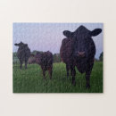 Recherche de veaux puzzles Vaches