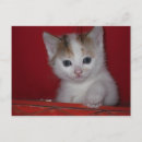 Recherche de petit chat blanc cartes postales Chaton